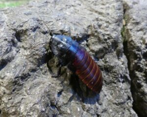 Madagascar Hissing Cockroach