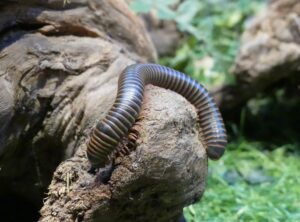 Millipede